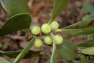 Ficus_scassellatii_scassellatii_Mt_Mulanje_Malawi