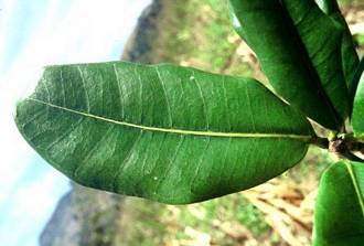 Ficus_scassellatii_scassellatii_West_Usambaras_Tanzania