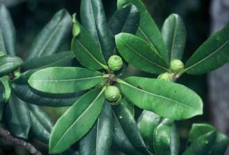 Ficus_scassellatii_scassellatii_West_Usambaras_Tanzania