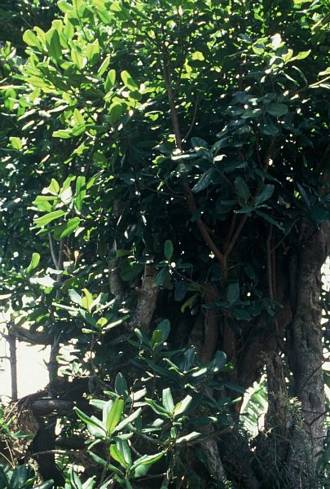 Ficus_scassellatii_scassellatii_West_Usambaras_Tanzania