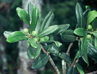 Ficus_scassellatii_scassellatii_West_Usambaras_Tanzania