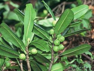 Ficus_scassellatii_scassellatii_West_Usambaras_Tanzania
