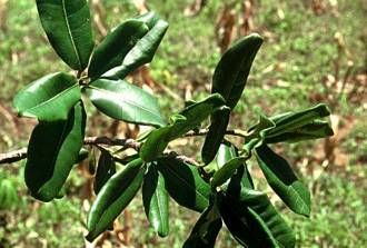 Ficus_scassellatii_scassellatii_West_Usambaras_Tanzania