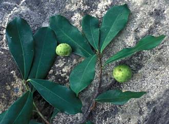 Ficus_scassellatii_thikaensis_Lake_Chala_Tanzania