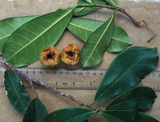 Ficus_scassellatii_thikaensis_Lake_Chala_Tanzania