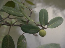 Ficus_scott-elliotii