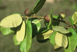 Ficus_scott-elliotii