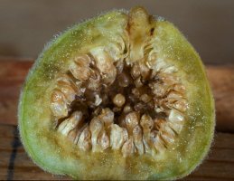 Ficus stuhlmannii