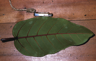 Ficus_subcostata