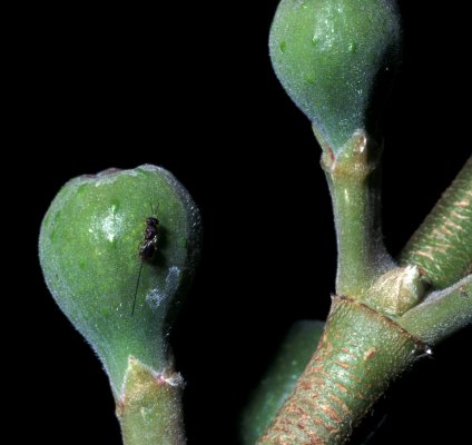 Ficus sur