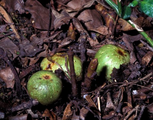 Ficus sur