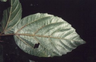 Ficus_sur