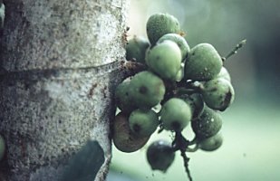 Ficus_sur