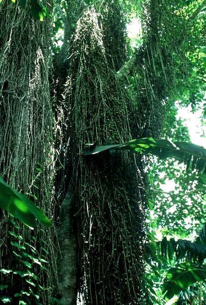 Ficus_sur