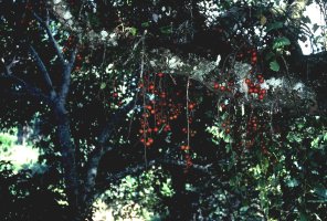Ficus_sur
