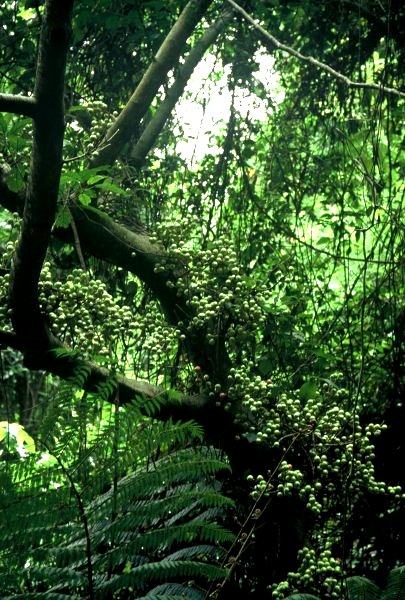 Ficus_sur