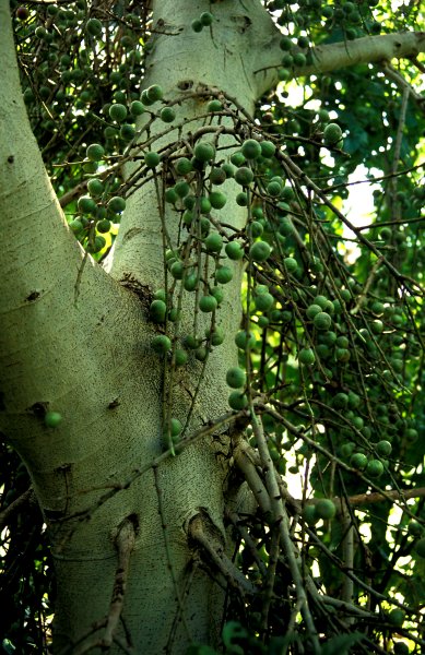 Ficus_sur