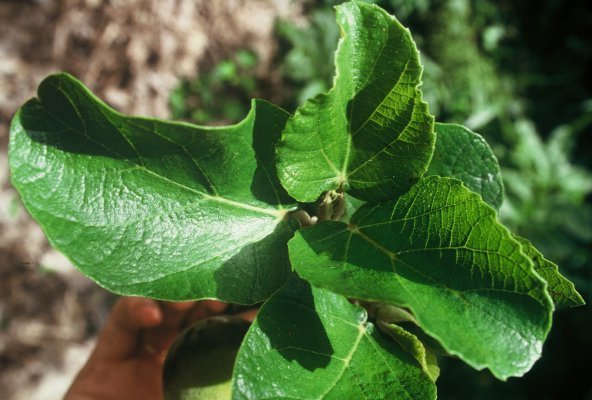 Ficus_sycomorus