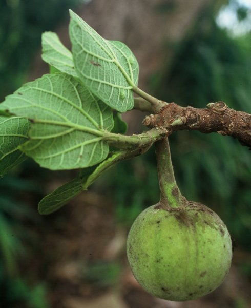 Ficus_sycomorus