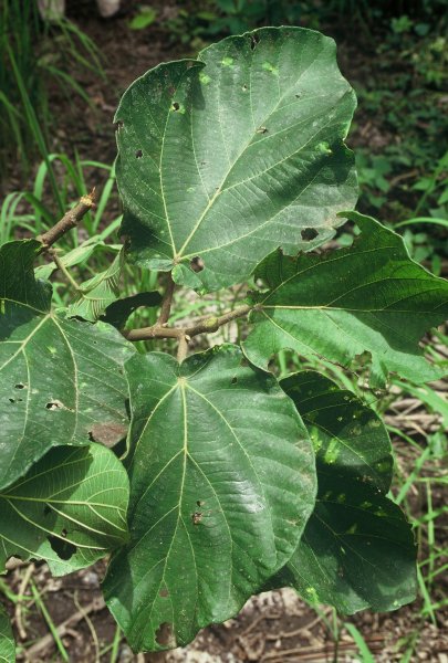 Ficus_sycomorus