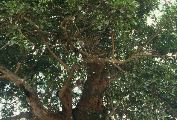 Ficus_sycomorus