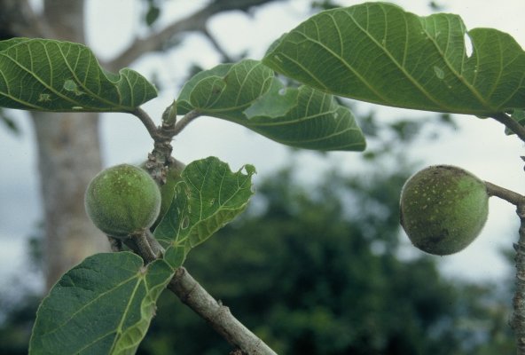 Ficus_sycomorus