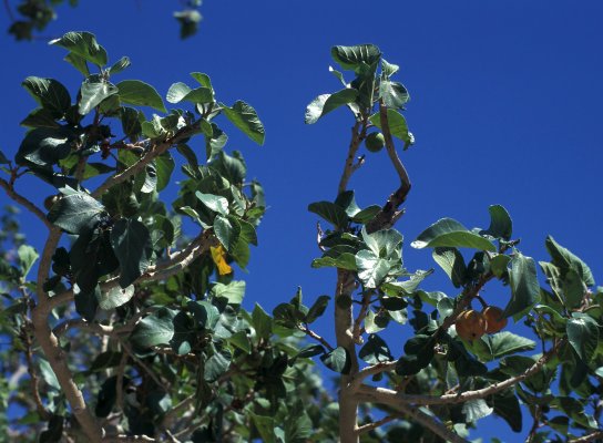 Ficus_sycomorus_gnaphlocarpa_ENC1606