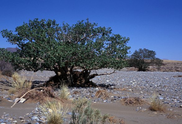Ficus sycomorus gnaphlocarpa