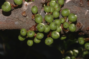 Ficus_tremula_tremula