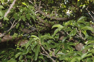 Ficus_tremula_tremula