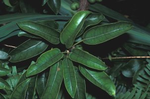 Ficus_tremula_tremula