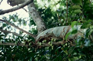 Ficus_tremula_tremula