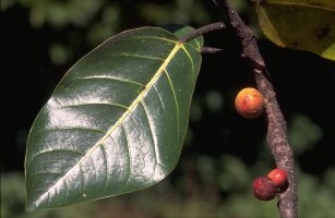 Ficus_trichopoda