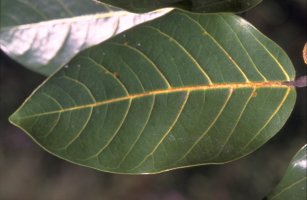Ficus_trichopoda
