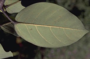 Ficus_trichopoda