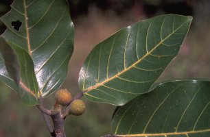 Ficus_trichopoda