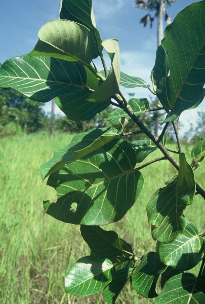 Ficus_trichopoda