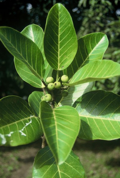 Ficus_trichopoda