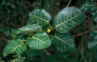 Ficus trichopoda