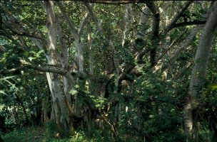 Ficus trichopoda