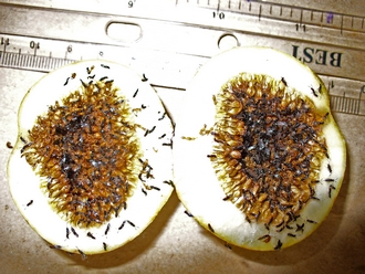 Pollinator_Courtella_medleri_emerging_from_Ficus_umbellata