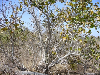 Ficus_umbellata