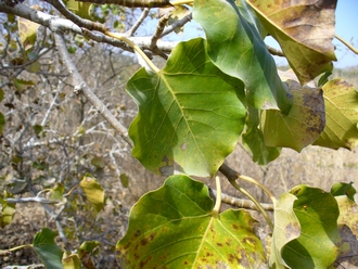 Ficus_umbellata