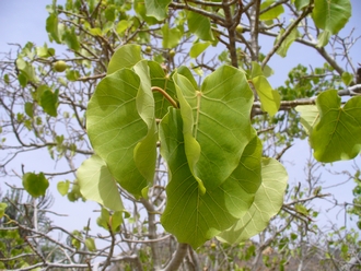 Ficus_umbellata