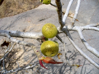 Ficus_umbellata
