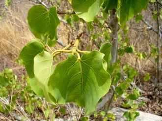 Ficus_umbellata