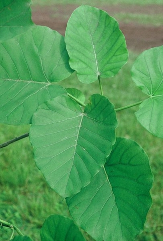 Ficus_umbellata