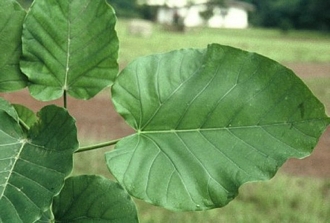Ficus_umbellata