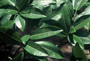 Ficus_usambarensis