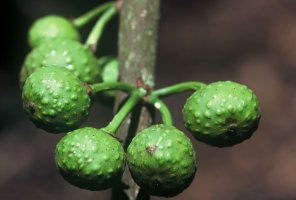 Ficus_usambarensis